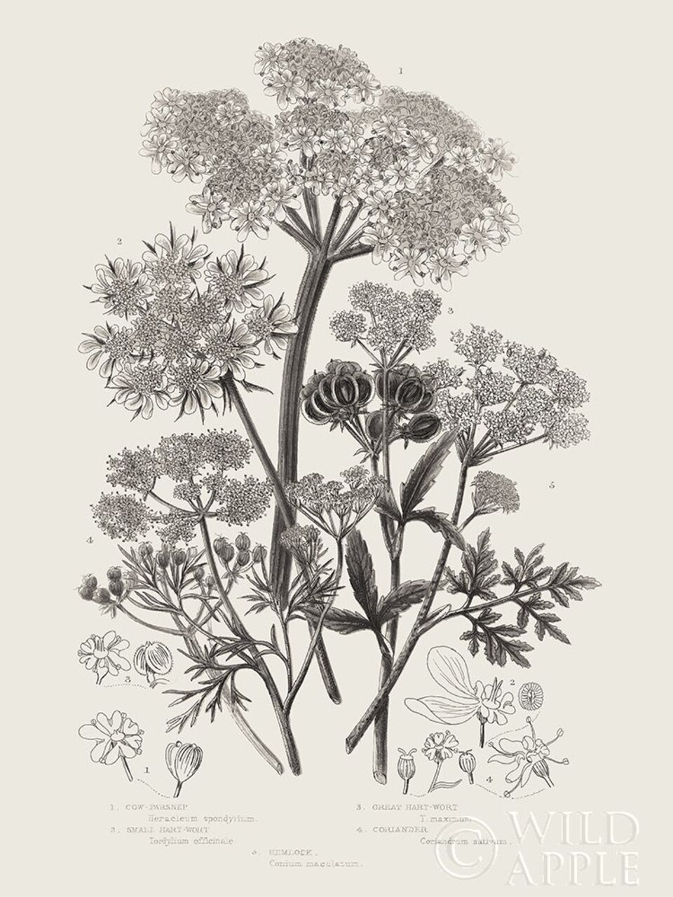 Flowering Plants VI Neutral Poster Print by Wild Apple Portfolio Wild Apple Portfolio # 54694